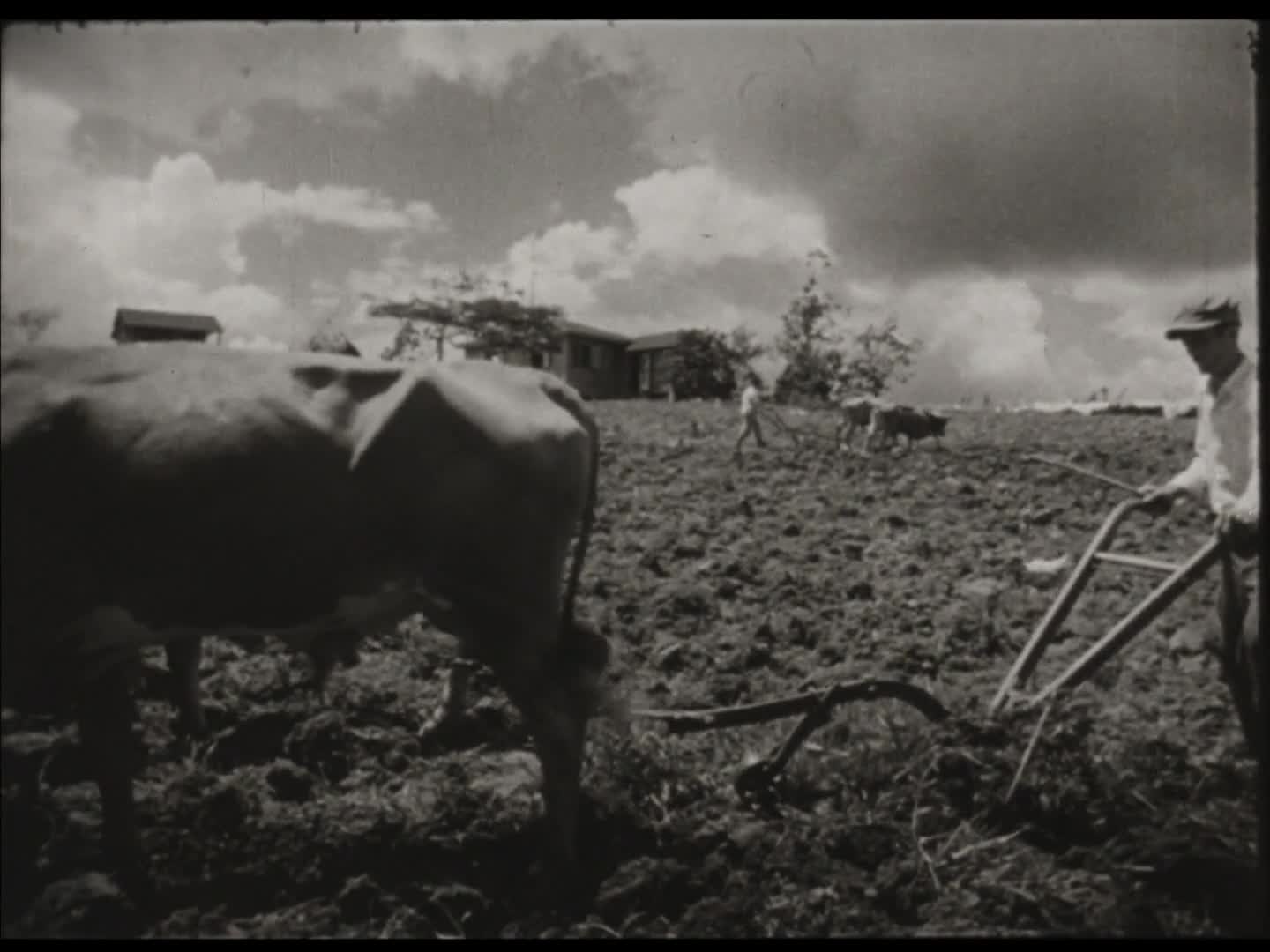 Thumbnail image for The Roots of Happiness (Short Film)