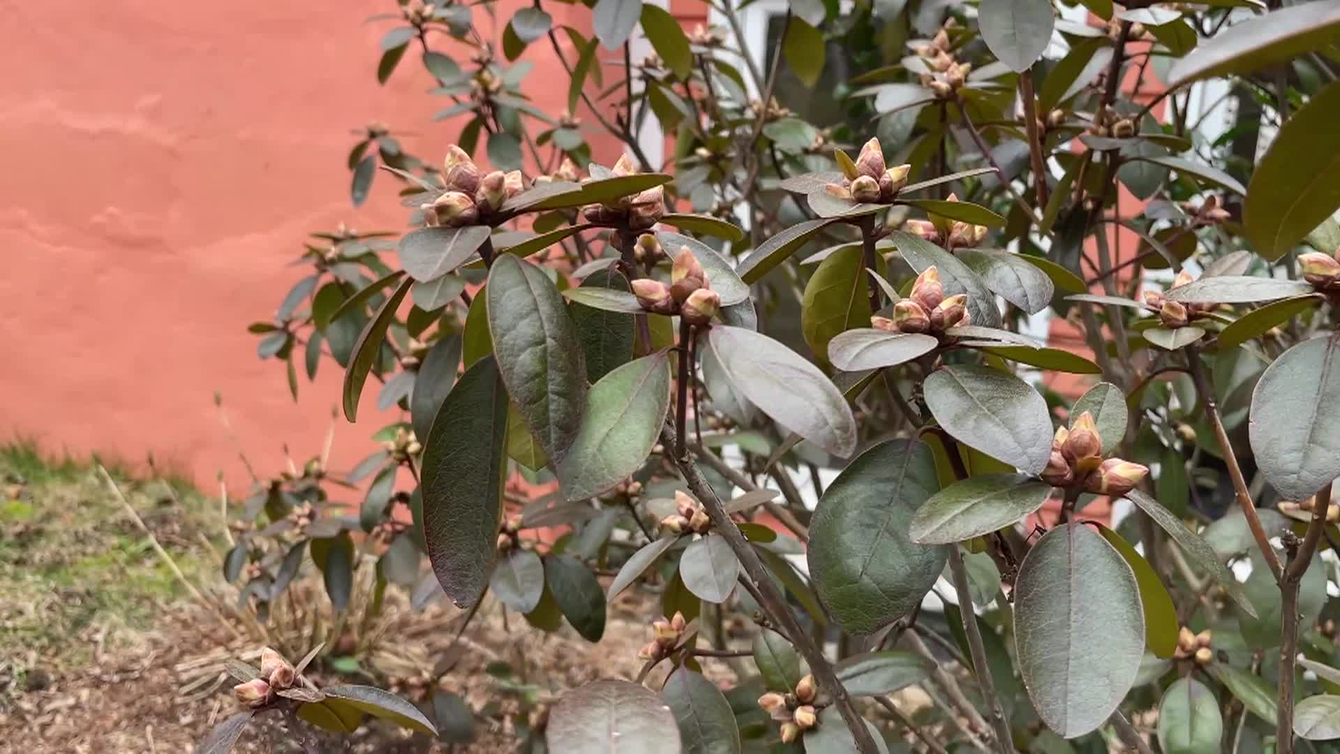 Thumbnail image for Bluebird Restoration Project: Episode 1 Bluebird Season Begins