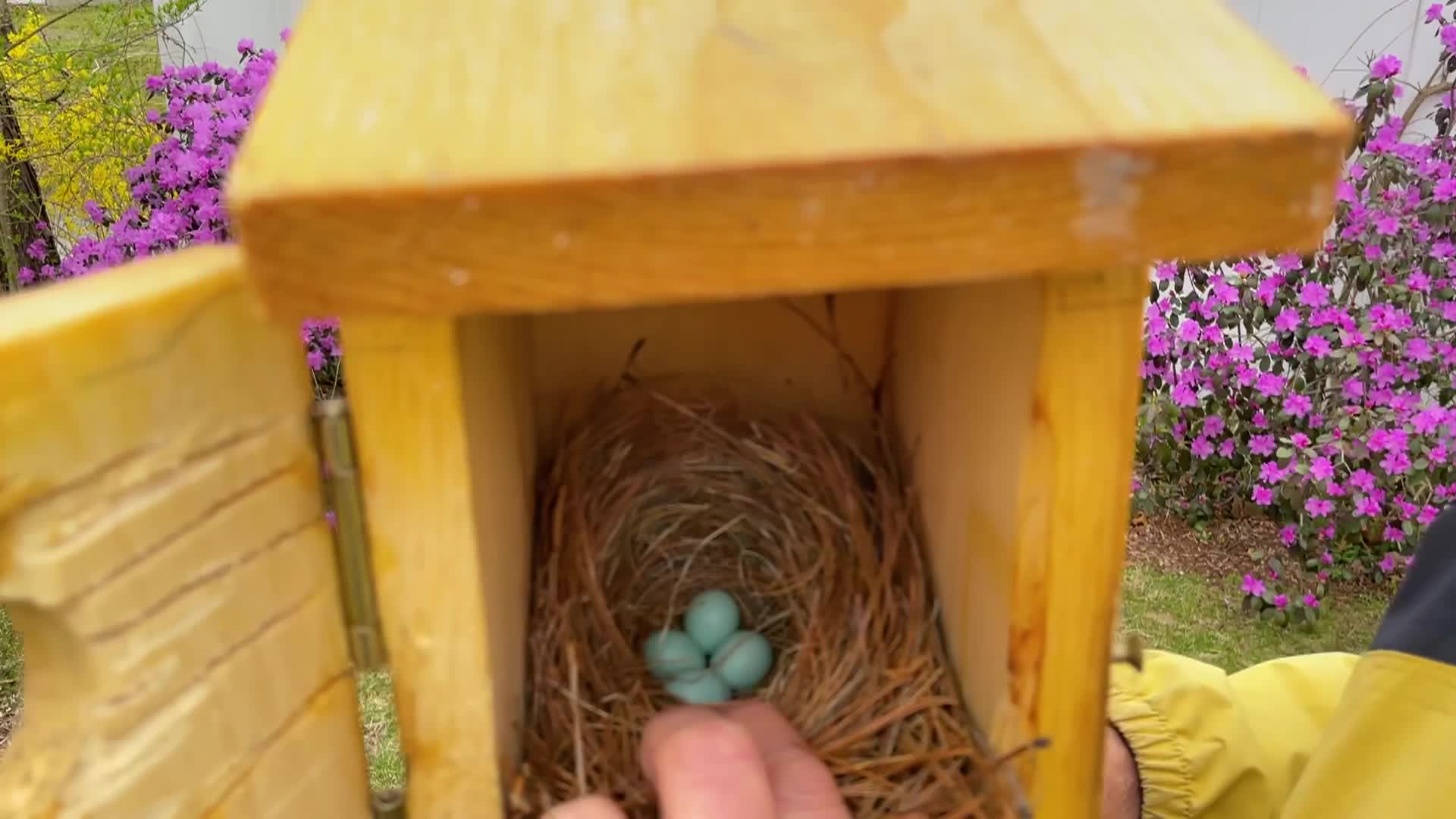 Thumbnail image for Bluebird Restoration Project: Episode 4 Early Spring Nesting Activity