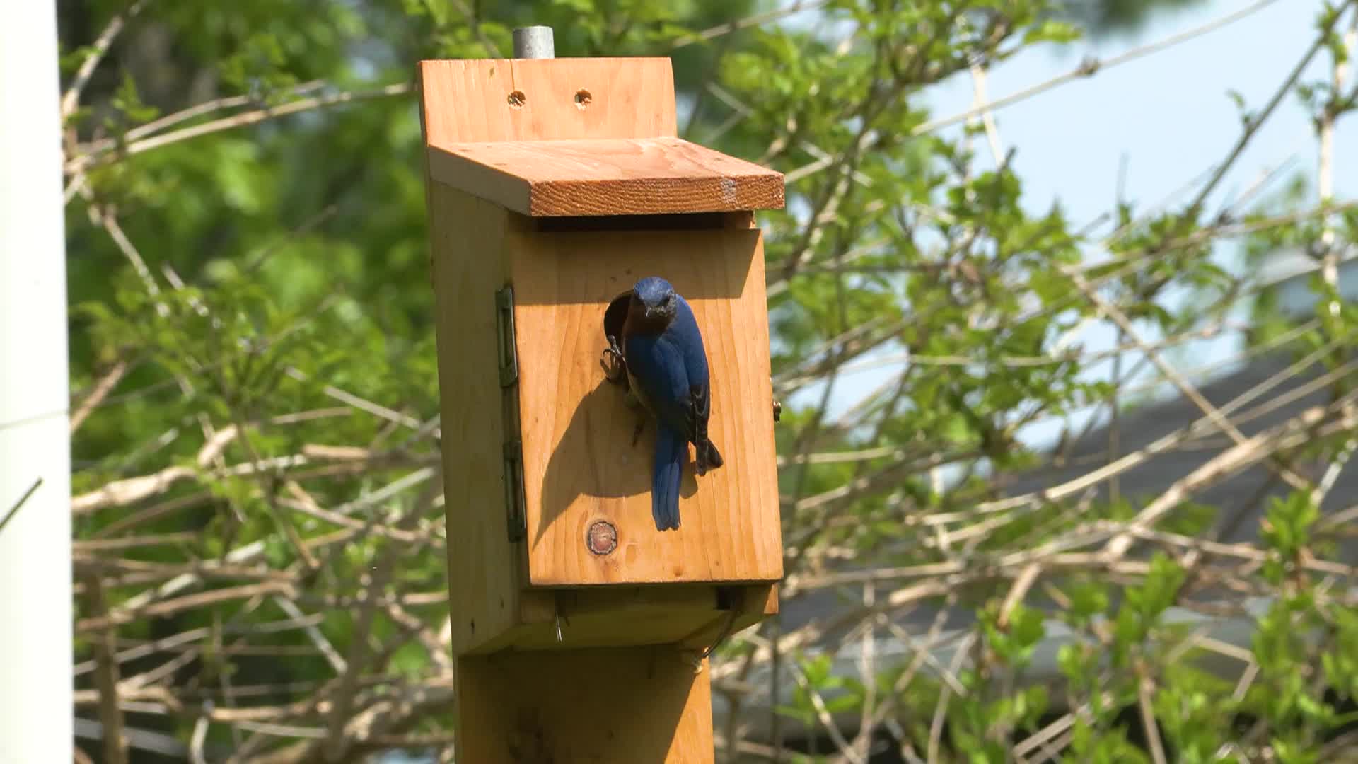 Thumbnail image for Bluebird Restoration Project: Ep10 Season Finale - Fledging Day