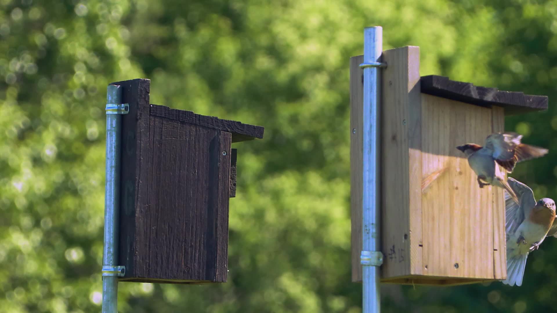 Thumbnail image for Bluebird Restoration Project: Ep7 The Birthday Episode