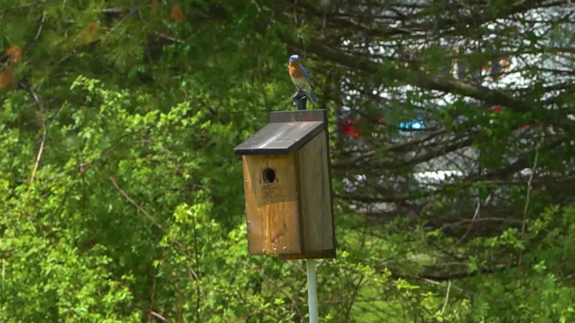 Thumbnail image for Bluebird Restoration Project: Ep9 Friend of the BBRP